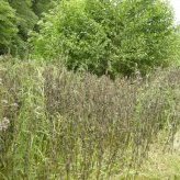 Traitement herbicide en bord de cours d'eau - JPEG - 188.8 ko