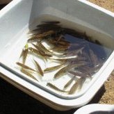 Pêche électrique d'inventaire : bassine de tri des poissons - JPEG - 73.1 ko