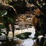 Bovins dans l'eau sur le Couzon - JPEG - 153.8 ko