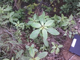 Jeune plant de balsamine