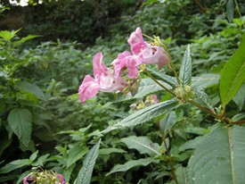 Fleur de balsamine de l'Himalaya